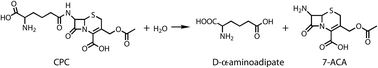 Graphical abstract: Computational design to improve catalytic activity of cephalosporin C acylase from Pseudomonas strain N176