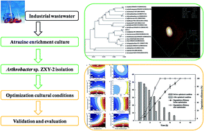 Graphical abstract: Optimization of culturing conditions for isolated Arthrobacter sp. ZXY-2, an effective atrazine-degrading and salt-adaptive bacterium