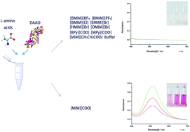 Graphical abstract: Enantioselectivity of d-amino acid oxidase in the presence of ionic liquids