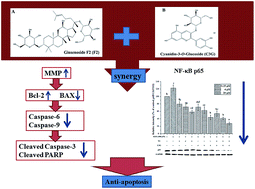 Graphical abstract: Individual and combined use of ginsenoside F2 and cyanidin-3-O-glucoside attenuates H2O2-induced apoptosis in HEK-293 cells via the NF-κB pathway