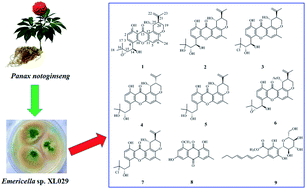 Graphical abstract: New prenylxanthones, polyketide hemiterpenoid pigments from the endophytic fungus Emericella sp. XL029 and their anti-agricultural pathogenic fungal and antibacterial activities