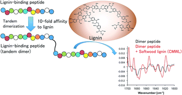 Graphical abstract: Binding behaviour of a 12-mer peptide and its tandem dimer to gymnospermae and angiospermae lignins