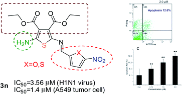 Graphical abstract: Synthesis and in vitro biological evaluation of novel diaminothiophene scaffolds as antitumor and anti-influenza virus agents. Part 2