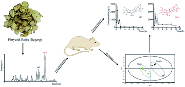 Graphical abstract: Metabolite identification and pharmacokinetic study of platycodi radix (Jiegeng) in vivo