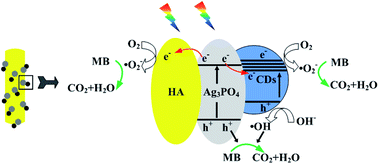 Graphical abstract: Hydroxyapatite/N-doped carbon dots/Ag3PO4 composite for improved visible-light photocatalytic performance