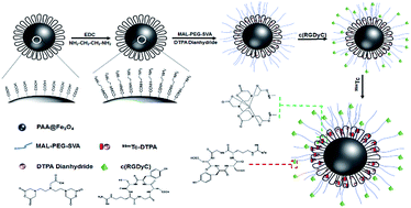 Graphical abstract: Feasibility of USPIOs for T1-weighted MR molecular imaging of tumor receptors