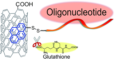 Graphical abstract: Non-covalent anchoring of oligonucleotides on single-walled carbon nanotubes via short bioreducible linker