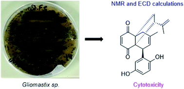 Graphical abstract: Hydroquinone derivatives from the marine-derived fungus Gliomastix sp.