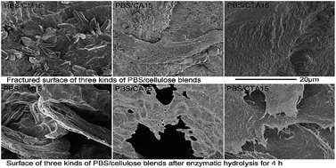 Graphical abstract: Difference in solid-state properties and enzymatic degradation of three kinds of poly(butylene succinate)/cellulose blends