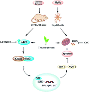 Graphical abstract: Tea polyphenols ameliorate hydrogen peroxide- and constant darkness-triggered oxidative stress via modulating the Keap1/Nrf2 transcriptional signaling pathway in HepG2 cells and mice liver