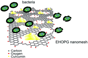 Graphical abstract: Ambient light induced antibacterial action of curcumin/graphene nanomesh hybrids