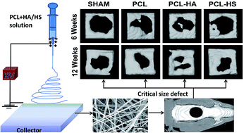 Graphical abstract: Comparative bone regeneration study of hardystonite and hydroxyapatite as filler in critical-sized defect of rat calvaria