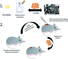 Graphical abstract: Biomimetically synthesized ZnO nanoparticles attain potent antibacterial activity against less susceptible S. aureus skin infection in experimental animals