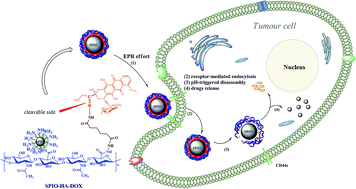 Graphical abstract: Surface functionalization of superparamagnetic nanoparticles by an acid-liable polysaccharide-based prodrug for combinatorial monitoring and chemotherapy of hepatocellular carcinoma