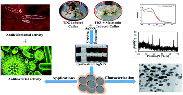 Graphical abstract: Melatonin-enhanced biosynthesis of antimicrobial AgNPs by improving the phytochemical reducing potential of a callus culture of Ocimum basilicum L. var. thyrsiflora