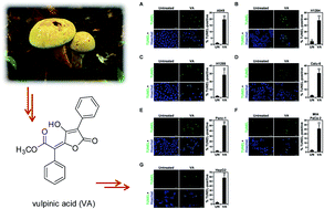 Graphical abstract: Vulpinic acid contributes to the cytotoxicity of Pulveroboletus ravenelii to human cancer cells by inducing apoptosis