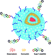 Graphical abstract: Tumor homing and penetrating peptide-conjugated niosomes as multi-drug carriers for tumor-targeted drug delivery