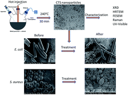 Graphical abstract: Novel antibacterial application of photovoltaic Cu2SnS3 (CTS) nanoparticles