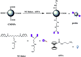 Graphical abstract: Synthesis and characterization of a bifunctional nanoprobe for CGG trinucleotide repeat detection