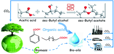 Graphical abstract: Carboxylic acids to butyl esters over dealuminated–realuminated beta zeolites for removing organic acids from bio-oils