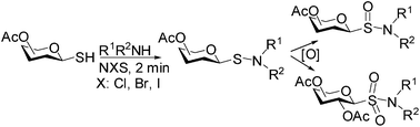 Graphical abstract: Convenient preparation of thioglycomimetics: S-glycosyl sulfenamides, sulfinamides and sulphonamides