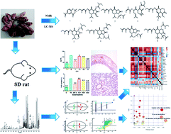 Graphical abstract: Metabolomics reveal the protective effect of Farfarae Flos against asthma using an OVA-induced rat model