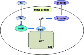 Graphical abstract: Selenoprotein SelK increases the secretion of insulin from MIN6 β cells