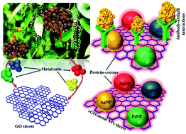 Graphical abstract: Graphene oxide–metal nanocomposites for cancer biomarker detection