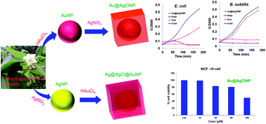 Graphical abstract: Green synthesis of multi-metallic nanocubes