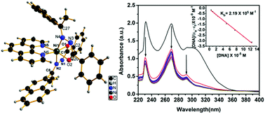 Graphical abstract: Ni(ii) and Co(ii) complexes of an asymmetrical aroylhydrazone: synthesis, molecular structures, DNA binding, protein interaction, radical scavenging and cytotoxic activity