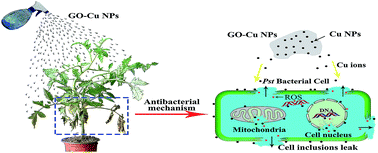 Graphical abstract: Graphene oxide loaded with copper oxide nanoparticles as an antibacterial agent against Pseudomonas syringae pv. tomato