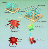 Graphical abstract: A comparative analysis of antibacterial properties and inflammatory responses for the KR-12 peptide on titanium and PEGylated titanium surfaces