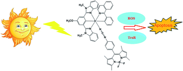 Graphical abstract: New cyclometalated Ir(iii) complexes with NCN pincer and meso-phenylcyanamide BODIPY ligands as efficient photodynamic therapy agents