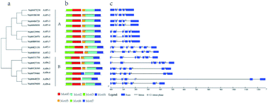 Graphical abstract: Genome-wide identification and characterization of an amino acid permease gene family in Nicotiana tabacum