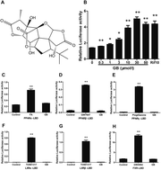 Graphical abstract: Ginkgolide B lowers body weight and ameliorates hepatic steatosis in high-fat diet-induced obese mice correlated with pregnane X receptor activation