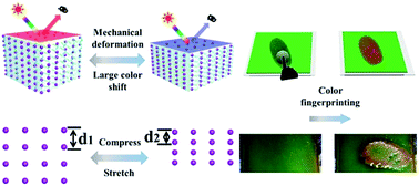 Graphical abstract: Highly sensitive mechanochromic photonic gel towards fast- responsive fingerprinting