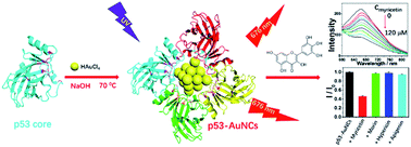 Graphical abstract: Red-emitting p53-protected gold nanoclusters and their screening of anti-tumor agents from Chinese medicine