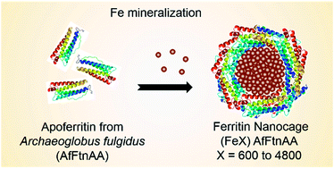 Graphical abstract: Engineered ferritin nanocages as natural contrast agents in magnetic resonance imaging