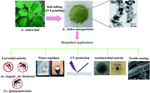 Graphical abstract: Larvicidal, super hydrophobic and antibacterial properties of herbal nanoparticles from Acalypha indica for biomedical applications