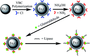 Graphical abstract: Improved performance of immobilized lipase by interfacial activation on Fe3O4@PVBC nanoparticles