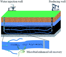 Graphical abstract: Microbially induced calcium carbonate precipitation driven by ureolysis to enhance oil recovery