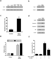 Graphical abstract: Effect of talin1 on apoptosis in hepatoma carcinoma cells via the PI3K/Akt/NF-κB signaling pathway