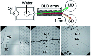 Graphical abstract: Separation of main and satellite droplets in a deterministic lateral displacement microfluidic device