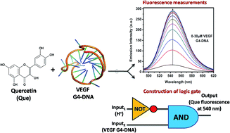 Graphical abstract: Exploring the preferential interaction of quercetin with VEGF promoter G-quadruplex DNA and construction of a pH-dependent DNA-based logic gate