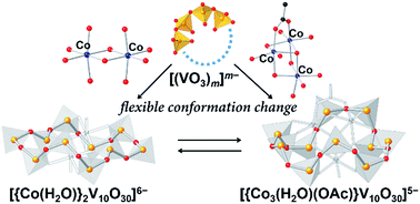 Graphical abstract: A highly-flexible cyclic-decavanadate ligand for interconversion of dinuclear- and trinuclear-cobalt(ii) and manganese(ii) cores