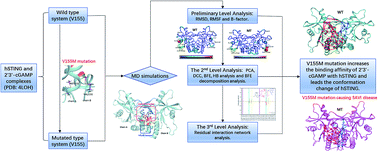 Graphical abstract: The effect of V155M mutation on the complex of hSTING and 2′3′-cGAMP: an in silico study case