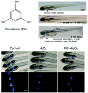 Graphical abstract: Phloroglucinol accelerates the regeneration of liver damaged by H2O2 or MNZ treatment in zebrafish