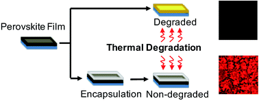 Graphical abstract: Enhancing the stability of organolead halide perovskite films through polymer encapsulation