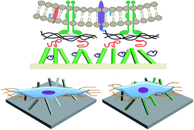 Graphical abstract: Cell responses on a H2Ti3O7 nanowire film