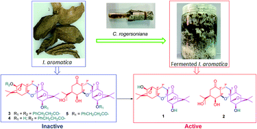Graphical abstract: Fermentation of Illigera aromatica with Clonostachys rogersoniana producing novel cytotoxic menthane-type monoterpenoid dimers